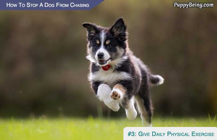 Stop Your Dog From Chasing Cars Animals Moving Objects 05 Give Your Dog More Physical Exercise