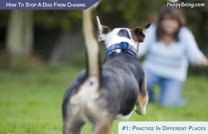 Stop Your Dog From Chasing Cars Animals Moving Objects 07 Practice Regularly In Different Places