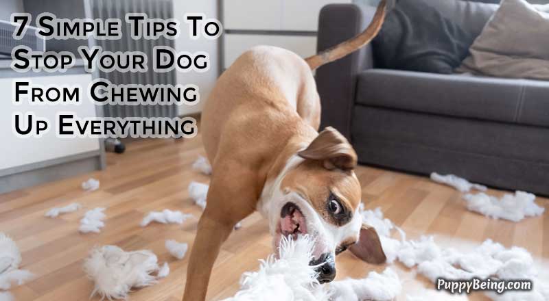 00 Stop Your Dog From Chewing Everything