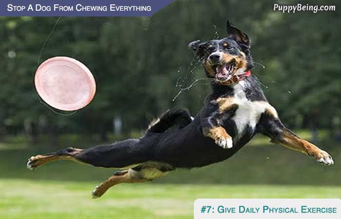 Stop Your Dog From Chewing Everything 01 Give Daily Physical Exercise