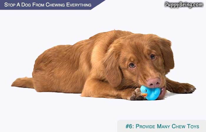 Stop Your Dog From Chewing Everything 02 Give Chew Toys