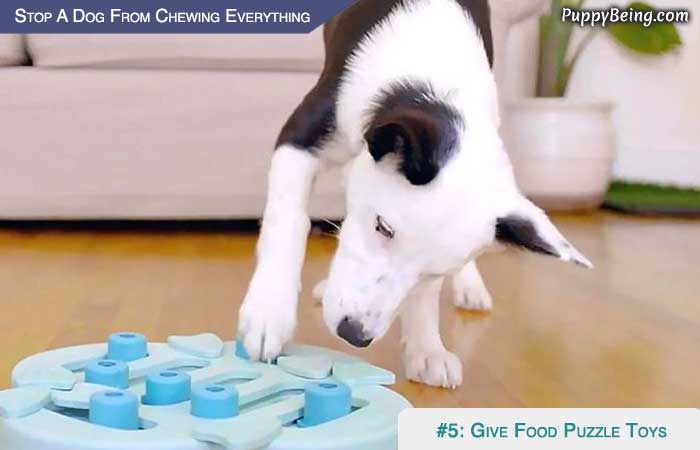 Stop Your Dog From Chewing Everything 03 Give Food Puzzles For Mental Stimulation