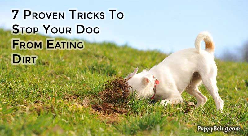 00 Stop Your Dog From Eating Dirt