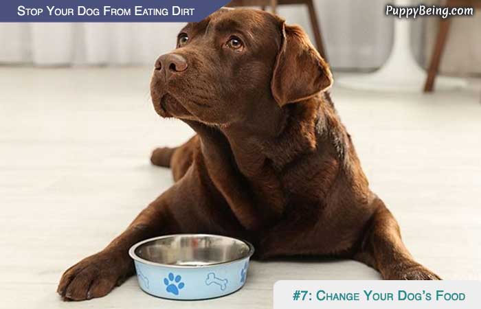 Stop Your Dog From Eating Dirt 01 Change Your Dogs Food