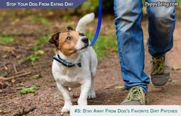 Stop Your Dog From Eating Dirt 05 Stay Away From His Favorite Dirt Locations
