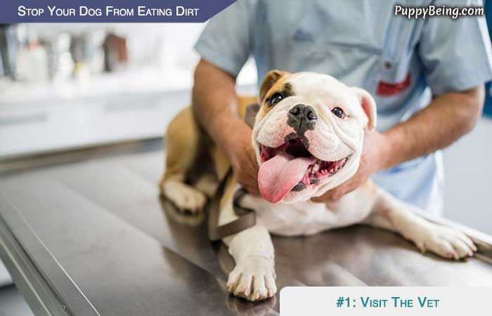 Stop Your Dog From Eating Dirt 07 Visit The Vet