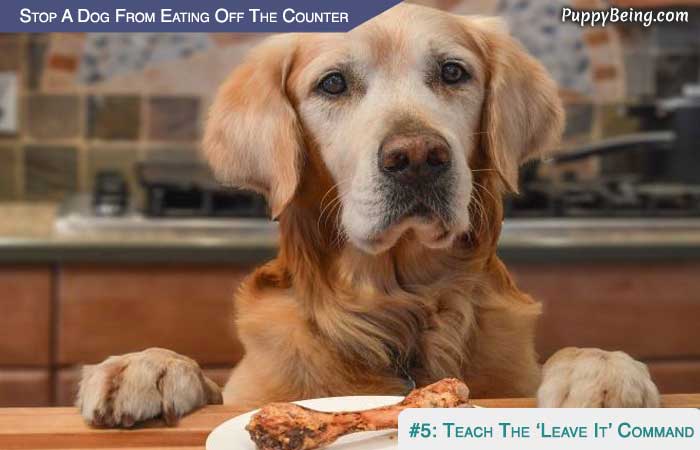Stop Your Dog From Eating Off The Counter 01 Teach Leave It Command