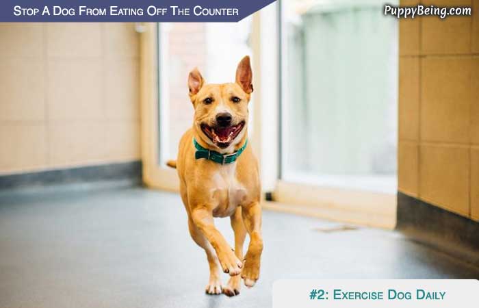 Stop Your Dog From Eating Off The Counter 04 Give Ample Exercise