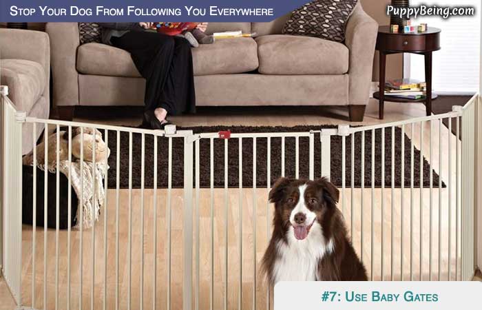 Stop Your Dog From Following You Everywhere 01 Use Baby Gates