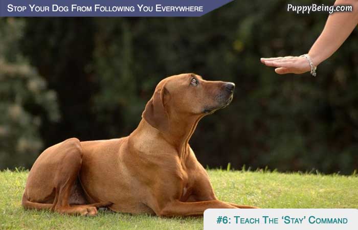 Stop Your Dog From Following You Everywhere 02 Teach The Stay Command