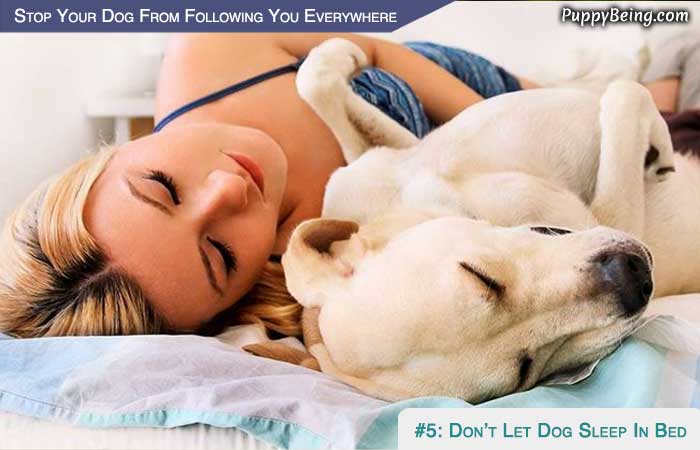 Stop Your Dog From Following You Everywhere 03 Dont Let Dog Sleep In Bed With You