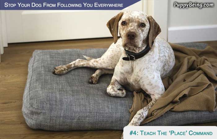 Stop Your Dog From Following You Everywhere 04 Teach Your Dog The Go To Place Command
