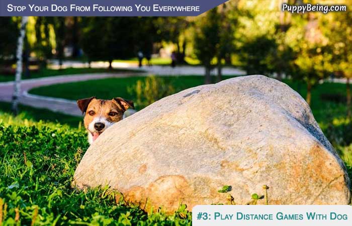 Stop Your Dog From Following You Everywhere 05 Play Distance Games Like Fetch Hide Seek And Find By Scent
