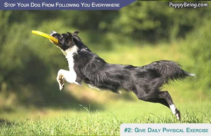 Stop Your Dog From Following You Everywhere 06 Provide Physical Exercise