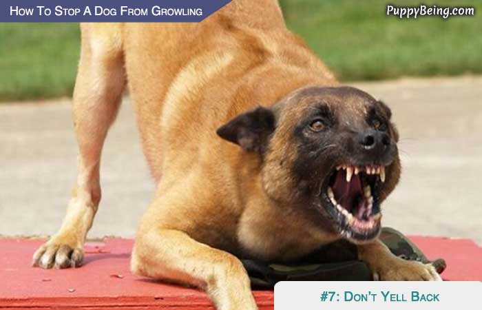 Stop Your Dog From Growling At People And Animals 01 Dont Yell Back Or Reward The Growl