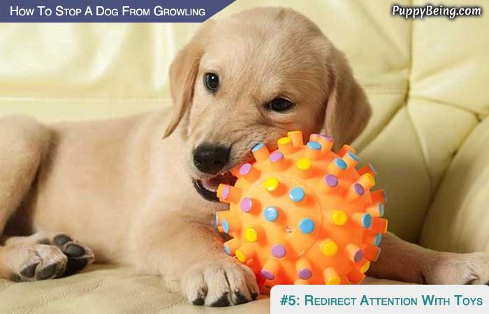 Stop Your Dog From Growling At People And Animals 03 Redirect  Attention With Toy