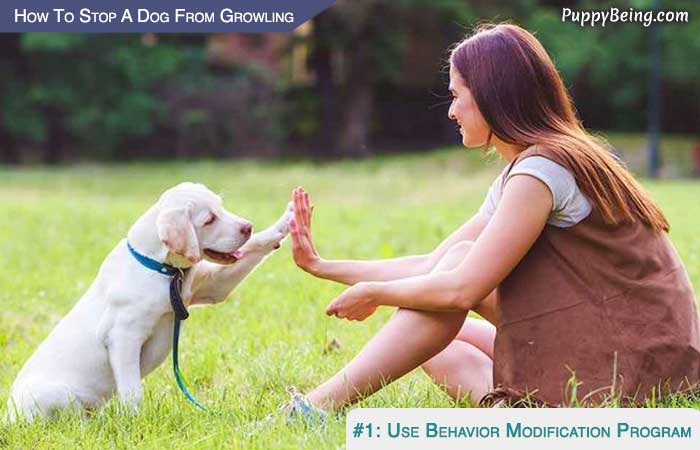 Stop Your Dog From Growling At People And Animals 07 Use A Behavior Modification Program