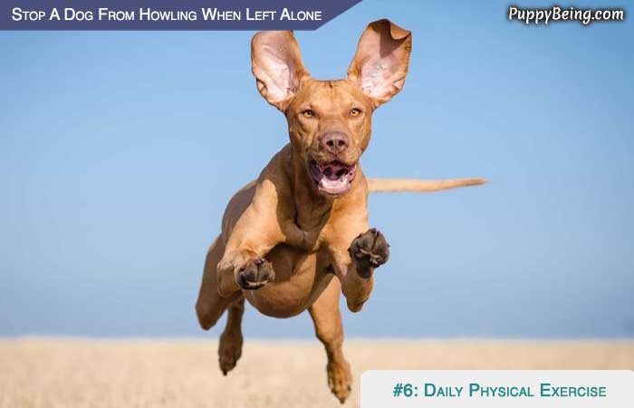 Stop Your Dog From Howling When Left Alone 02 Daily Consistent Exercise