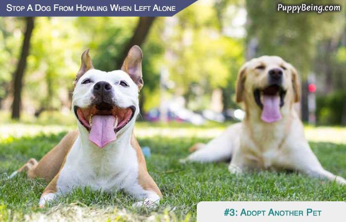 Stop Your Dog From Howling When Left Alone 05 Adopt Another Pet