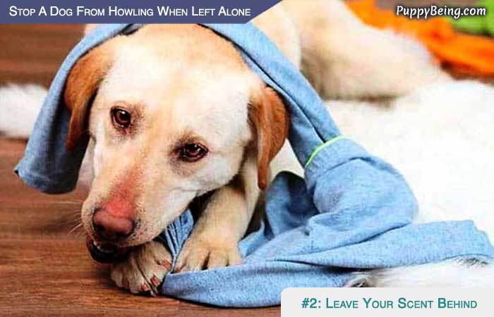 Stop Your Dog From Howling When Left Alone 06 Leave Something With Your Scent On It