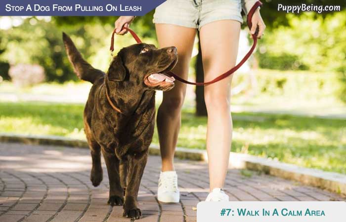 Stop Your Dog From Pulling On The Leash 01 Start Walking In A Calm Area