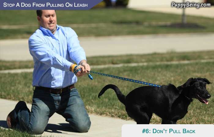 Stop Your Dog From Pulling On The Leash 02 Dont Pull Back