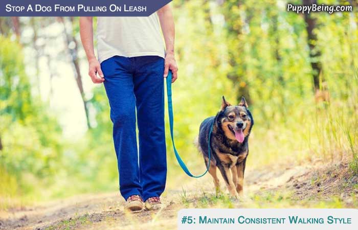 Stop Your Dog From Pulling On The Leash 03 Be Consistent In Walking Style