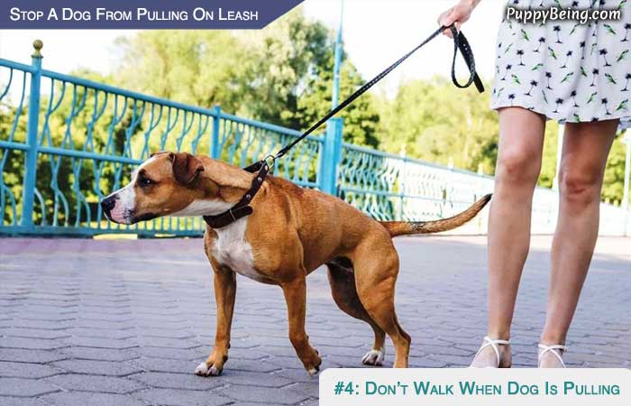 Stop Your Dog From Pulling On The Leash 04 Dont Walk If Your Dog Is Pulling