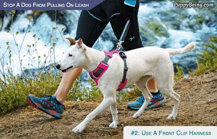 Stop Your Dog From Pulling On The Leash 06 Use A Front Clip Harness