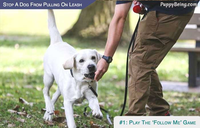 Stop Your Dog From Pulling On The Leash 07 Use Treats And Play The Follow Me Game