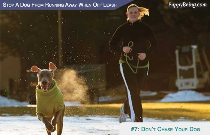 Stop Your Dog From Running Away When Off Leash 01 Dont Chase Your Dog