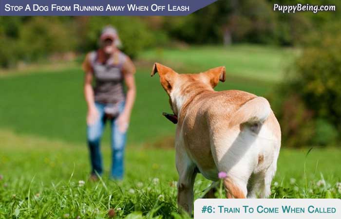 Stop Your Dog From Running Away When Off Leash 02 Train Your Dog To Come When Called