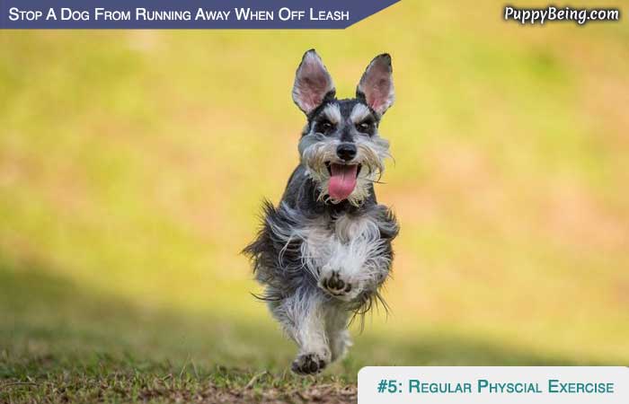 Stop Your Dog From Running Away When Off Leash 03 Give Ample Physical Exercise