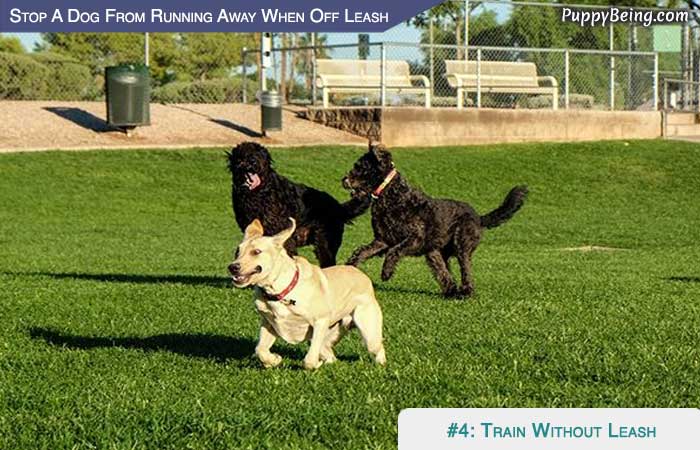 Stop Your Dog From Running Away When Off Leash 04 Train At A Dog Park Without Leash