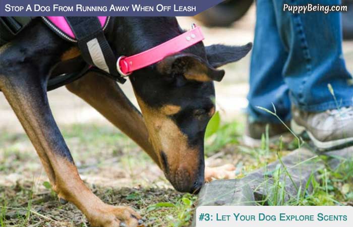 Stop Your Dog From Running Away When Off Leash 05 Allow Your Dog To Explore Smells Outside