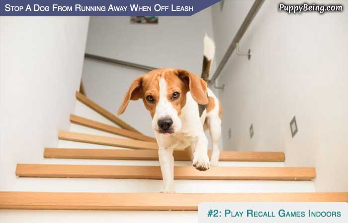 Stop Your Dog From Running Away When Off Leash 06 Play Recall Games At Home
