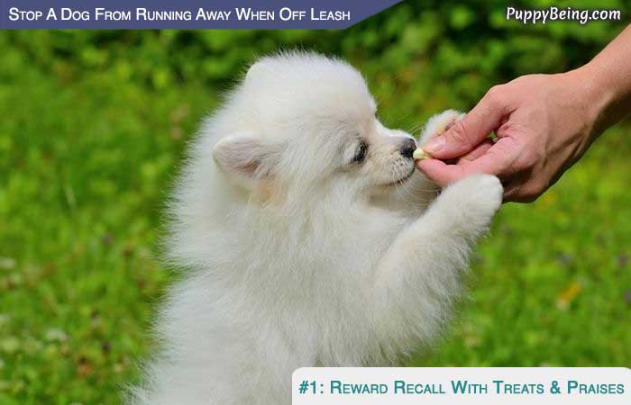 Stop Your Dog From Running Away When Off Leash 07 Always Reward With Pets And Praises