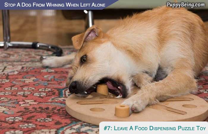 Stop Your Dog From Whining When You Leave 01 Feed From Food Dispensing Toys