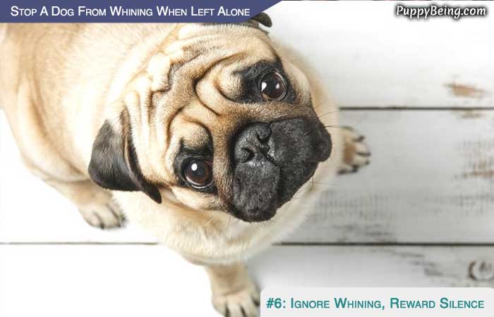 Stop Your Dog From Whining When You Leave 02 Ignore Whining Reward Silence