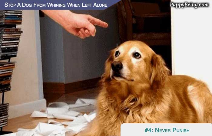 Stop Your Dog From Whining When You Leave 04 Dont Punish