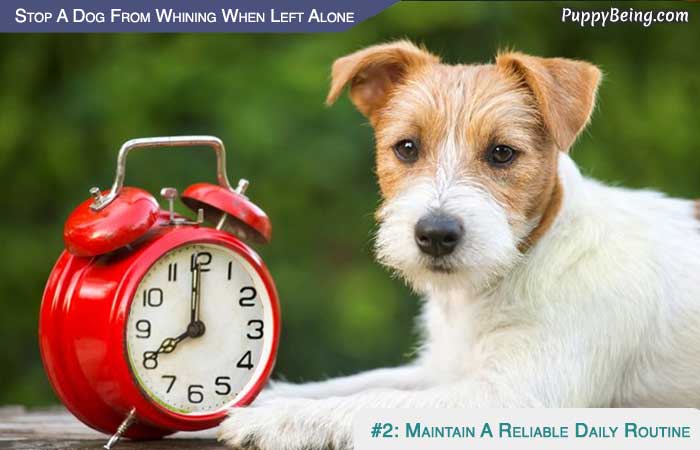Stop Your Dog From Whining When You Leave 06 Maintain A Reliable Daily Routine