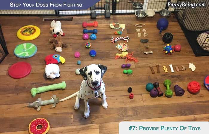 Stop Your Dogs From Fighting 01 Have Ample Toys