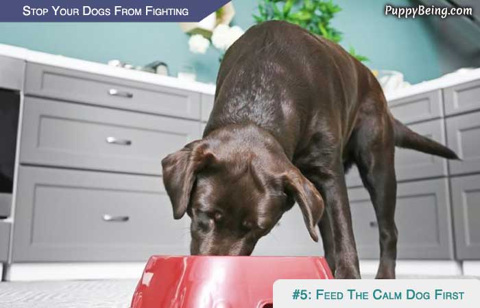 Stop Your Dogs From Fighting 03 Feed And Reward The Calm Dog First