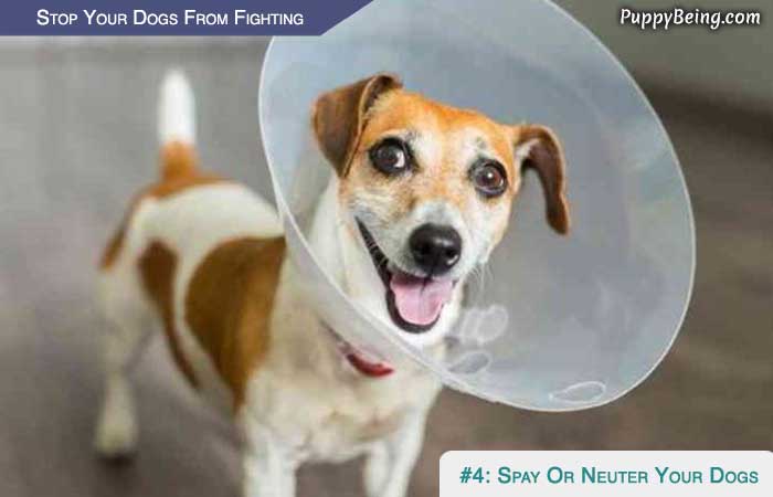Stop Your Dogs From Fighting 04 Spay Or Neuter Your Dogs