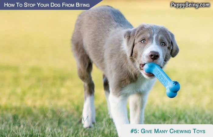 Stop Your Puppy From Biting Your Hands Feet Possessions 03 Provide Age Suitable Chewing Toys