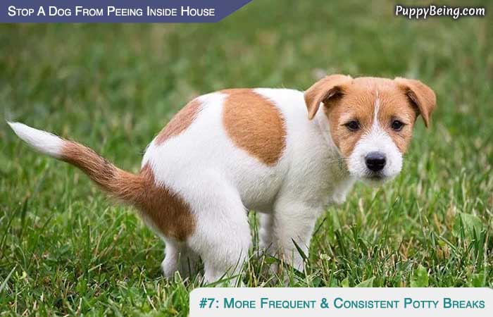 Stop Your Puppy From Peeing In The House 01 More Frequent & Consistent Potty Breaks