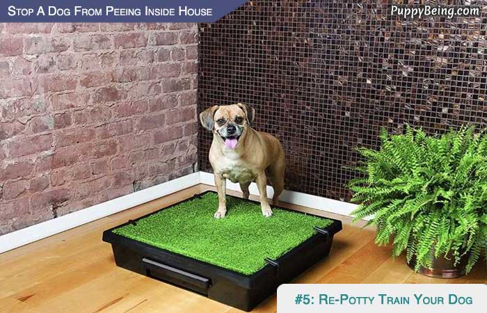 Stop Your Puppy From Peeing In The House 03 Re Potty Train Your Puppy