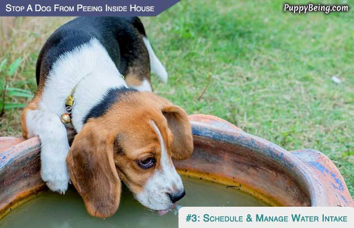 Stop Your Puppy From Peeing In The House 05 Schedule & Manage Water Intake