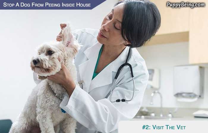 Stop Your Puppy From Peeing In The House 06 Visit Your Vet