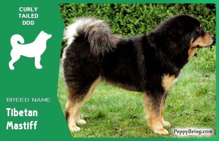 dog breeds with curly tails 01 tibetan mastiff